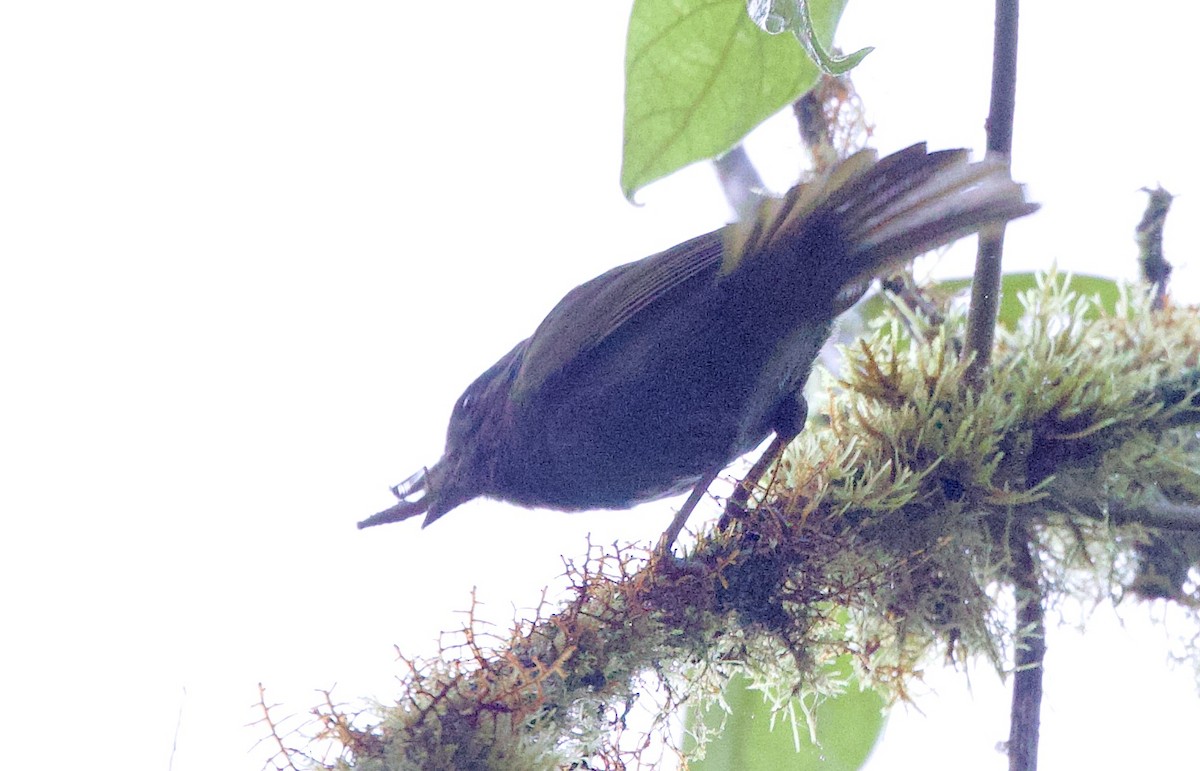 Андский кларино - ML646663947