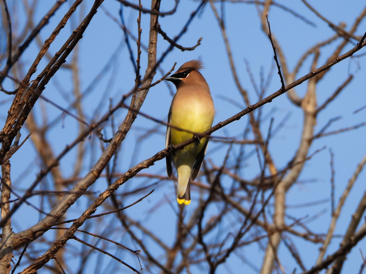 Cedar Waxwing - ML646663950