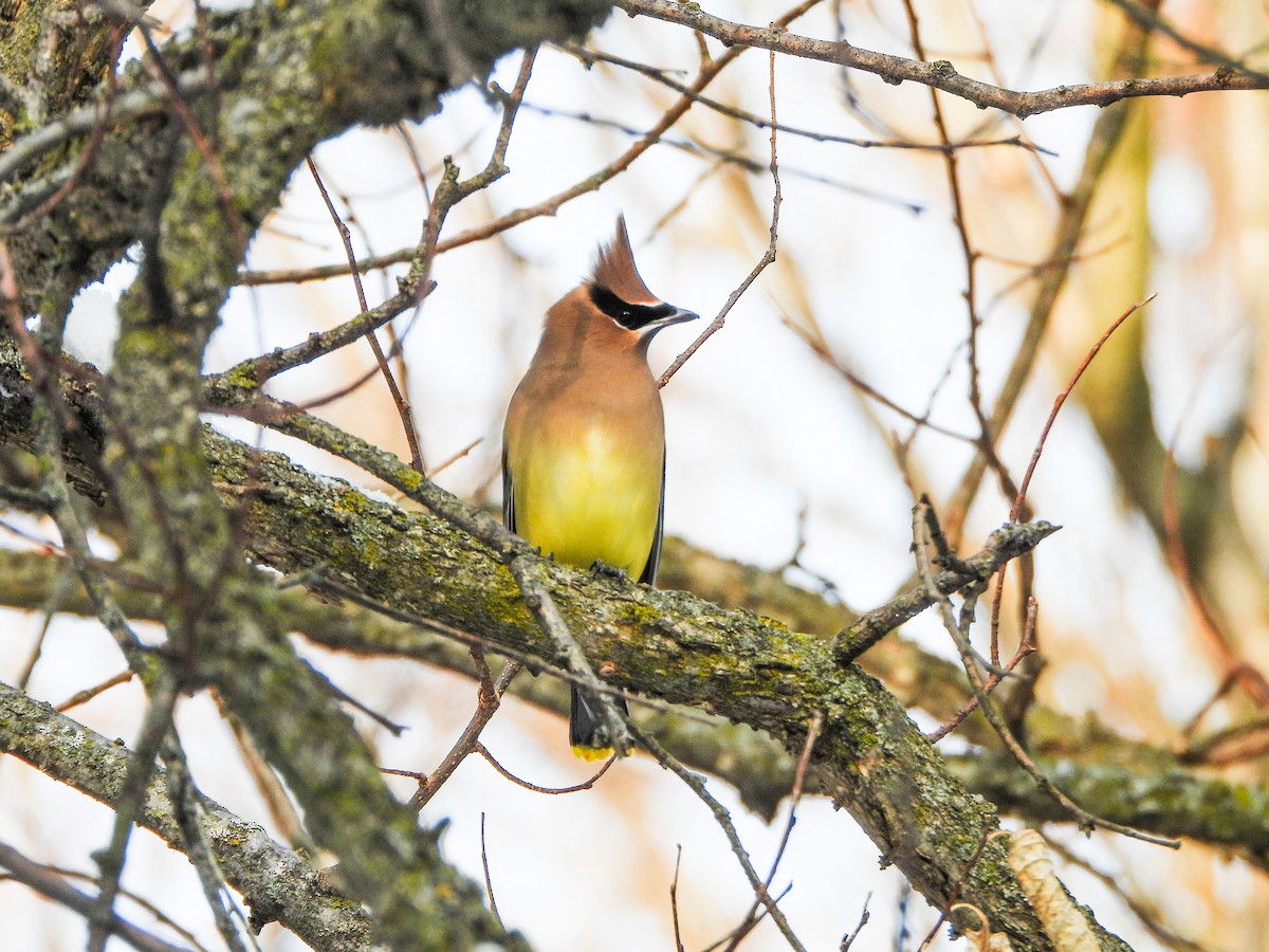 einersidensvans - ML646663951