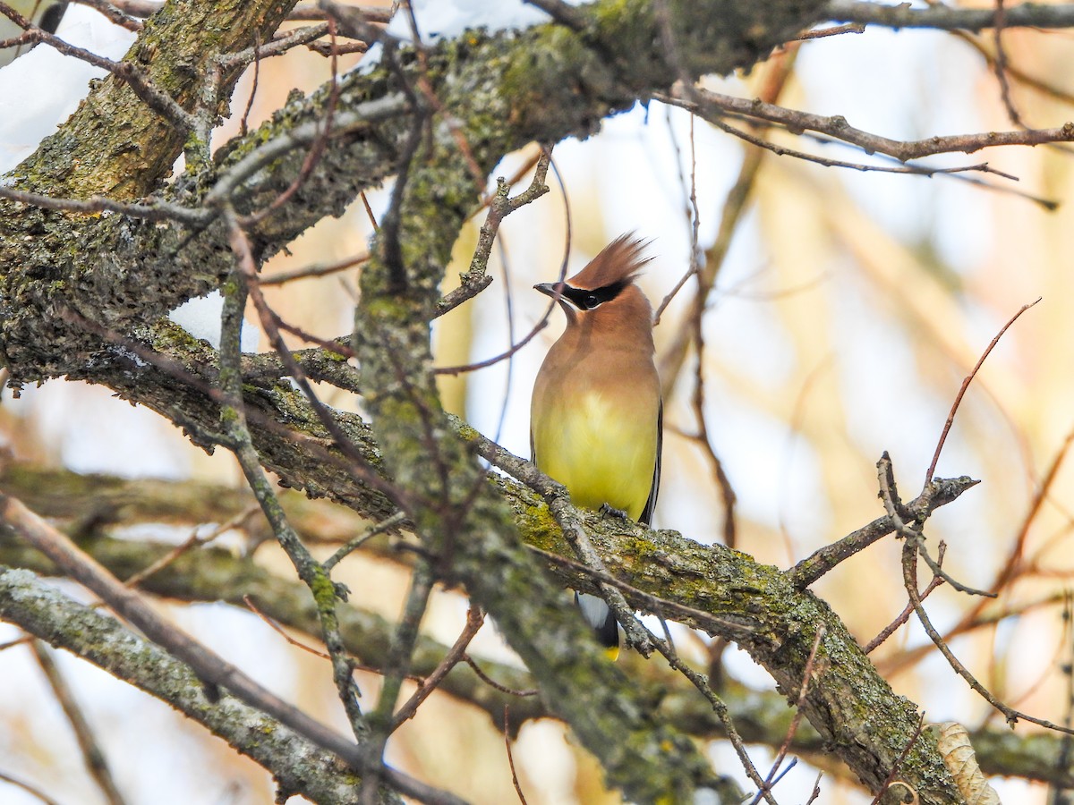 einersidensvans - ML646663952