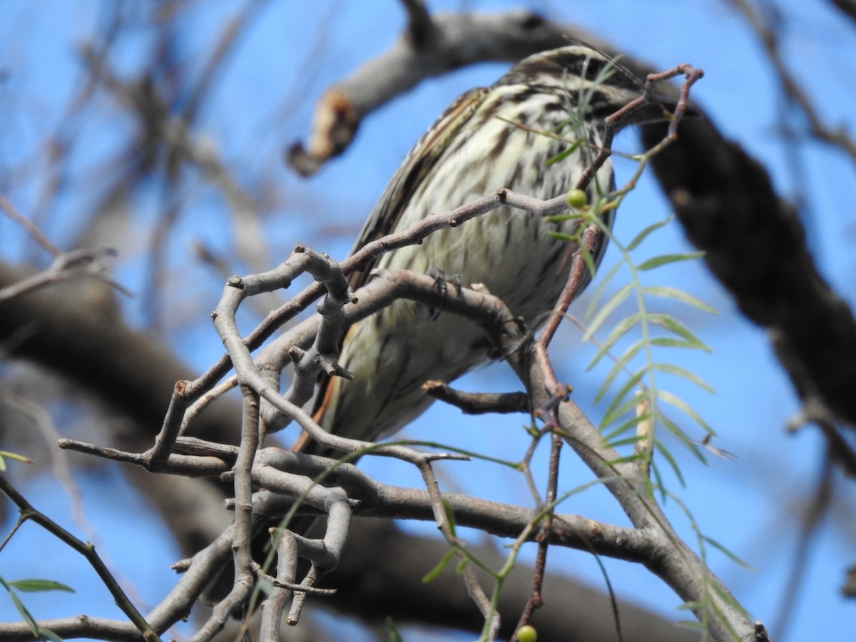 stripetyrann - ML646663953