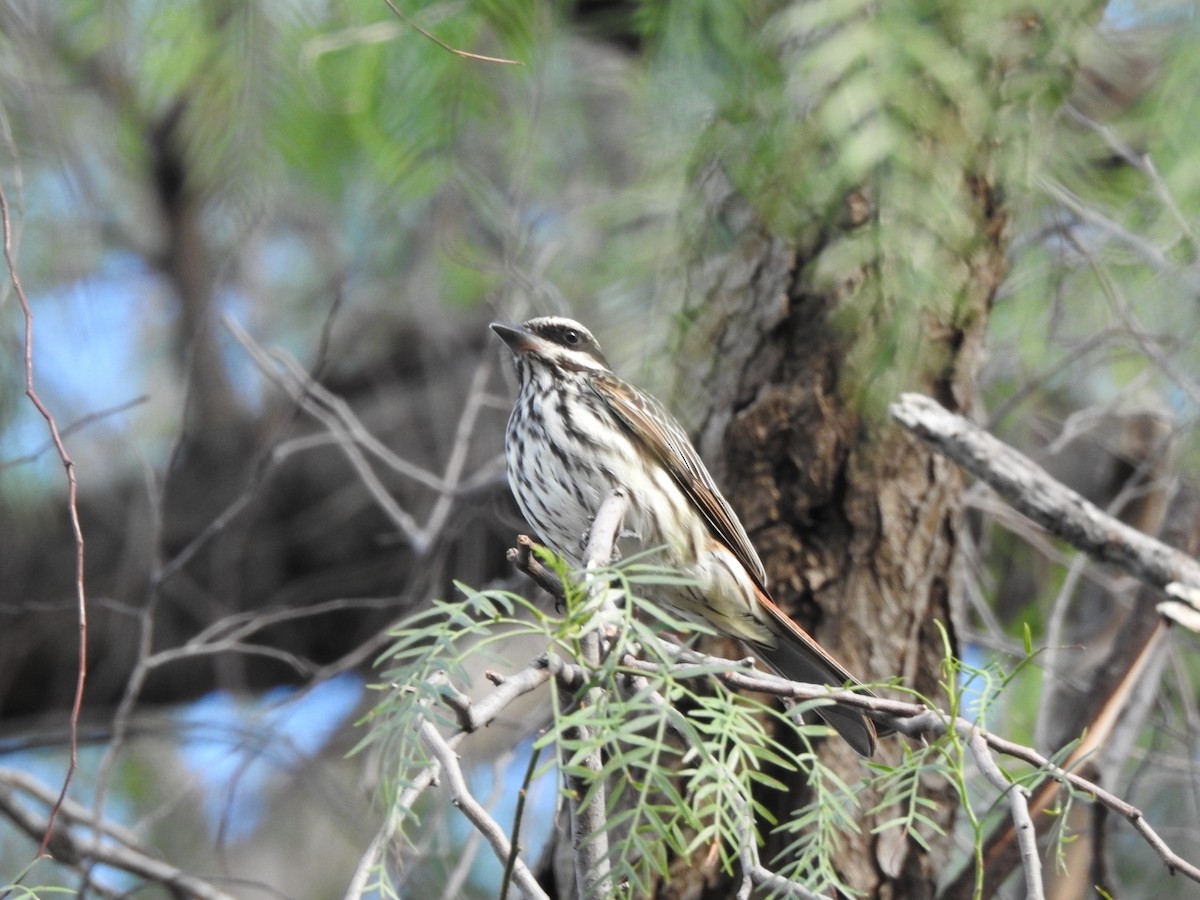 stripetyrann - ML646663954