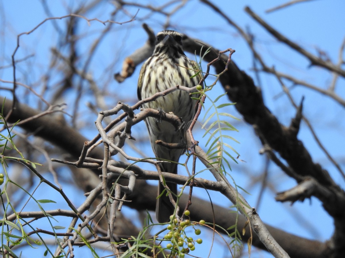 stripetyrann - ML646663955