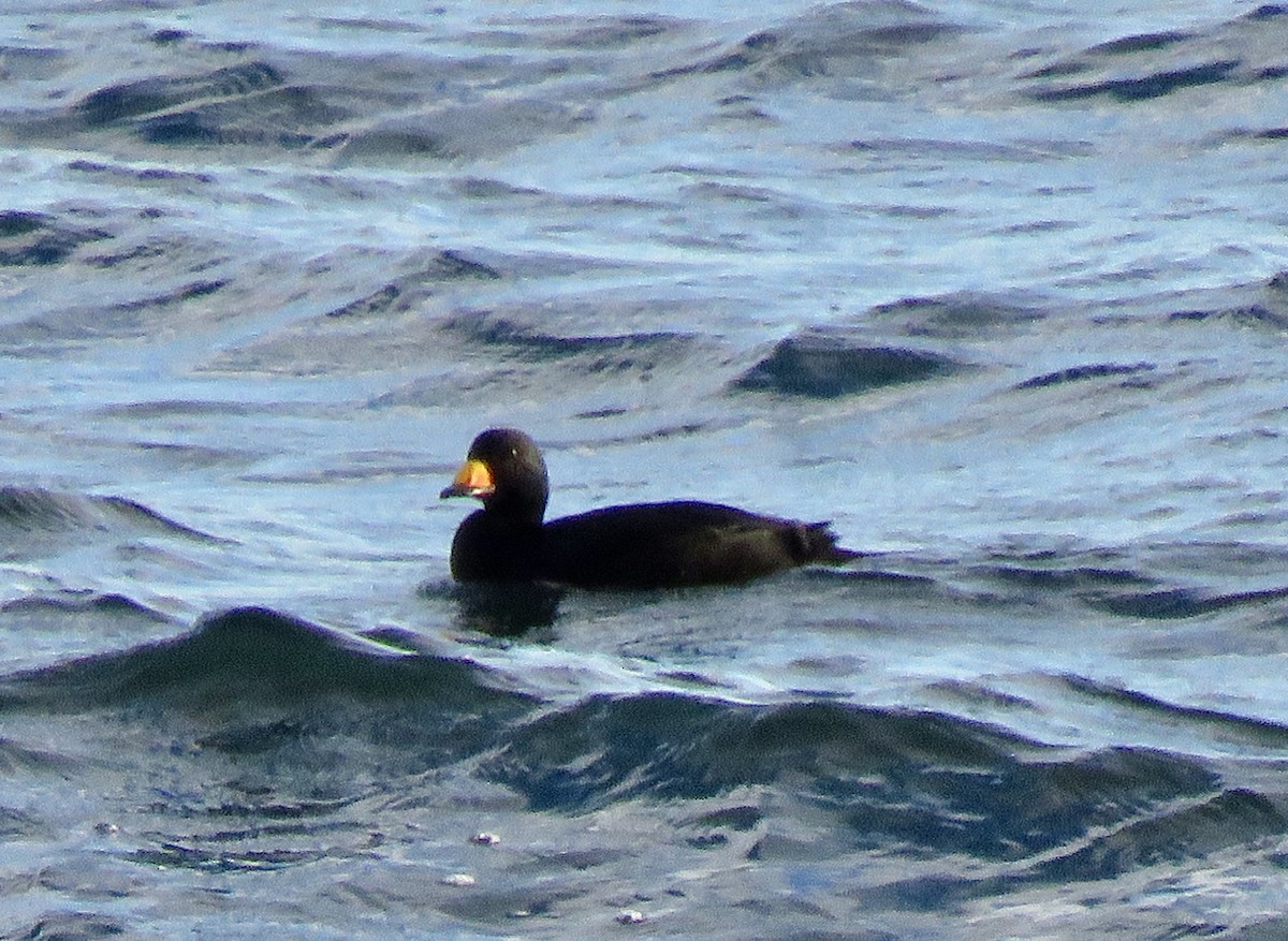 Amerika Kara Ördeği - ML646663958