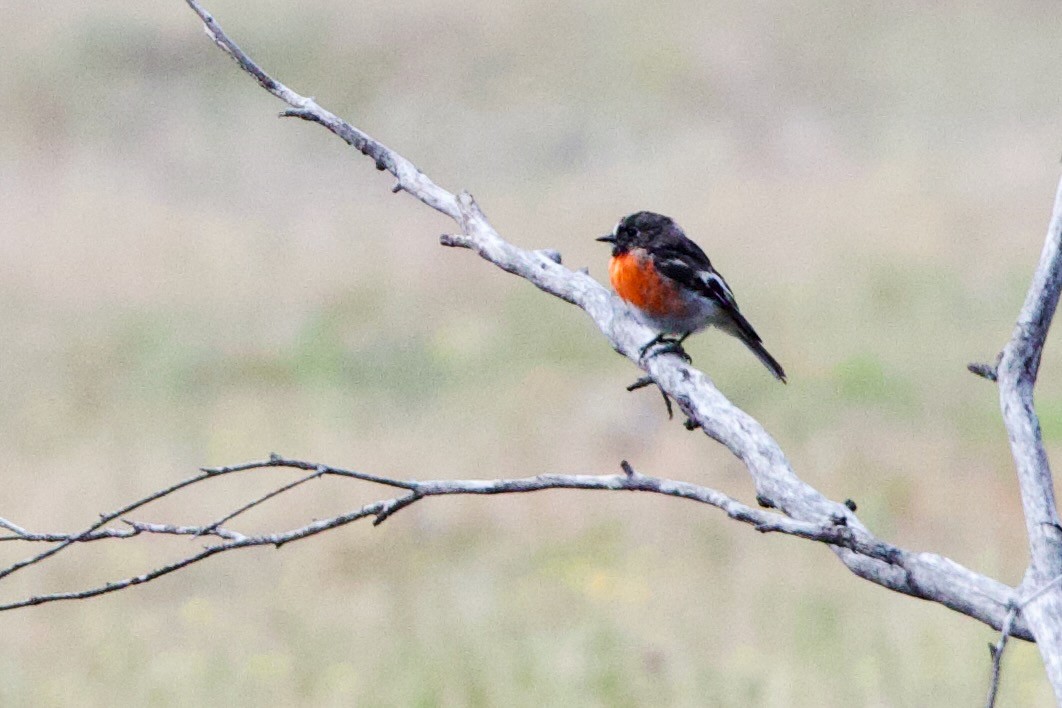 Scarlet Robin (Campbell's) - ML646663960