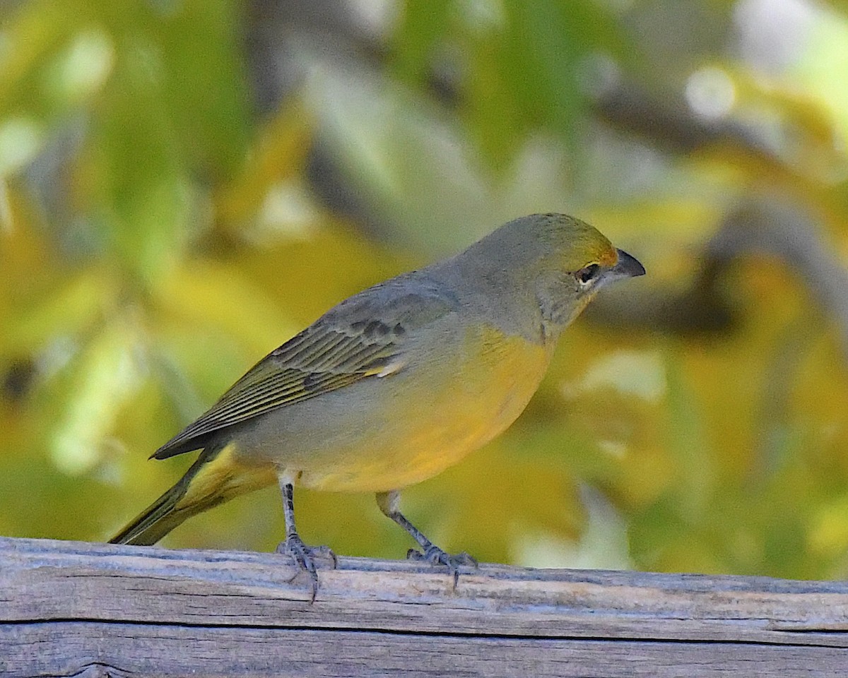 Hepatic Tanager - ML646663961