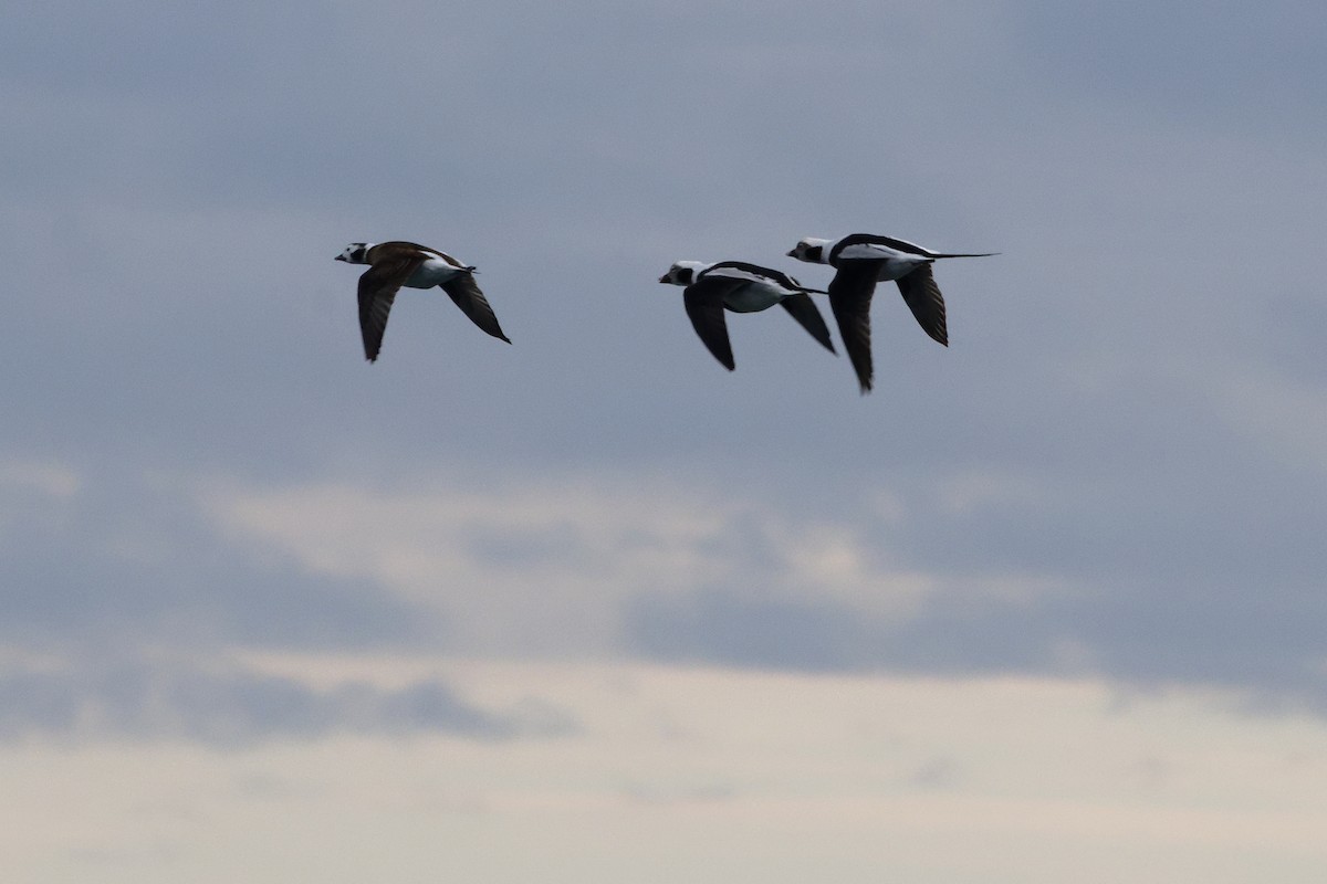 Мөнгөлөг шунгаахай - ML646663963