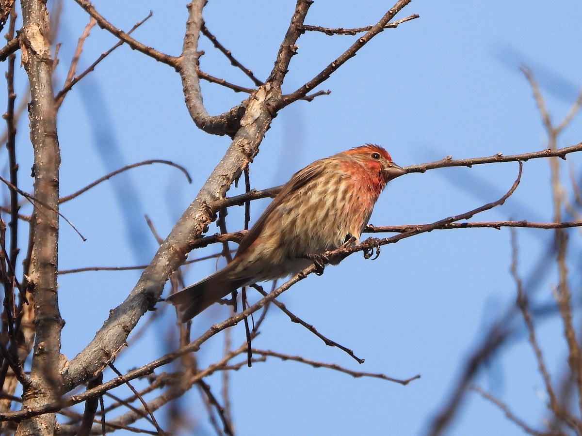 husrosenfink - ML646663964