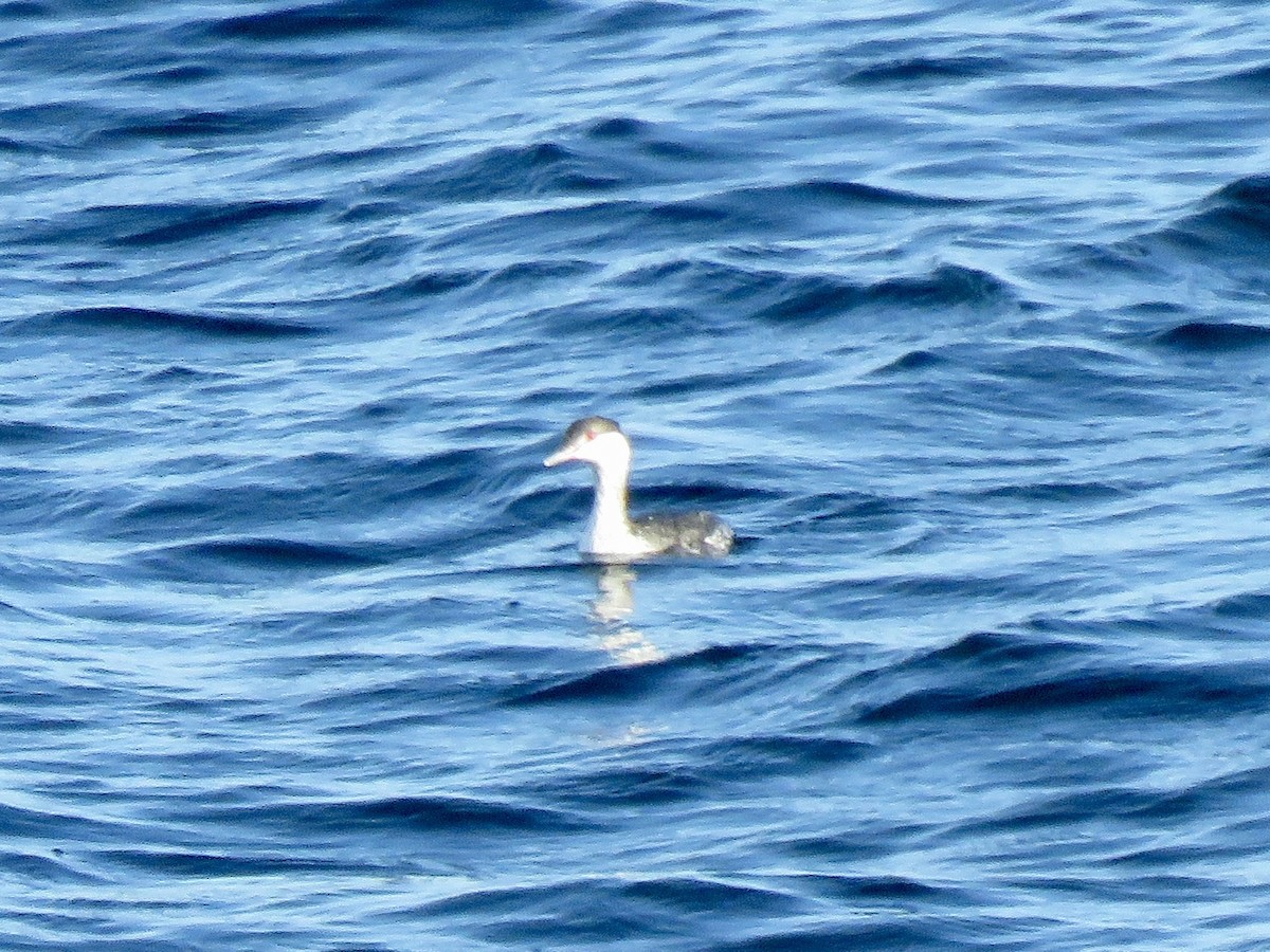 Kulaklı Batağan - ML646663965