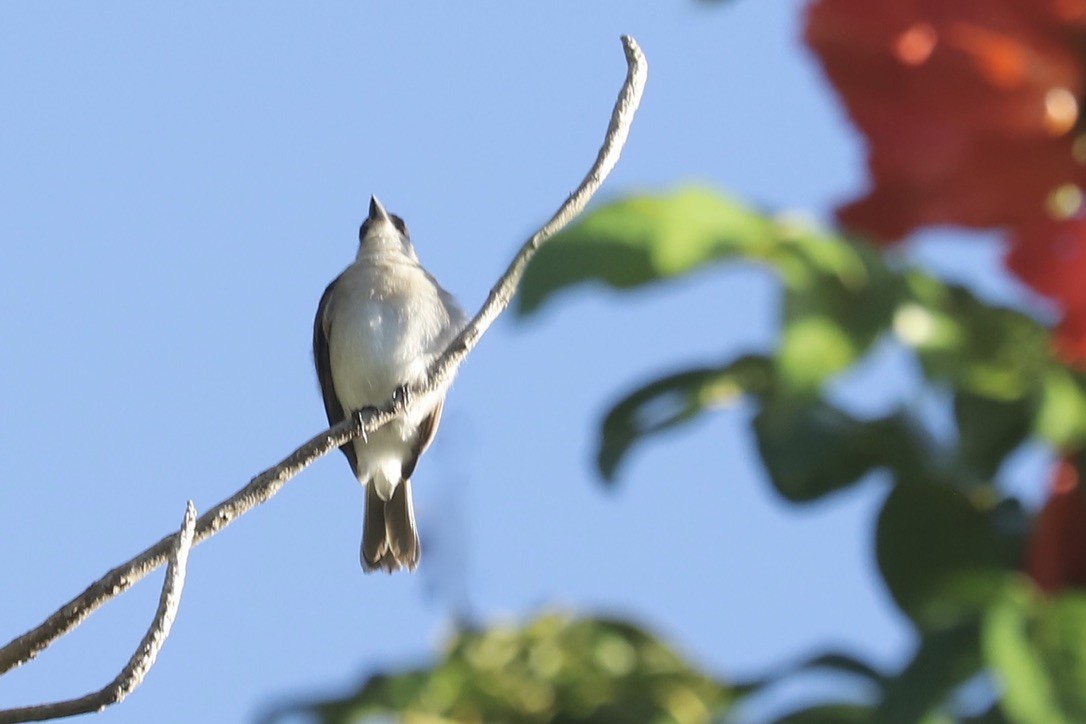 gråkongetyrann - ML646663966