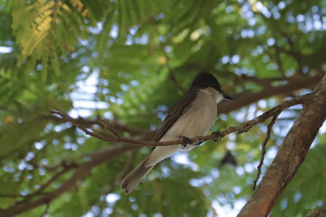 gråkongetyrann - ML646663967