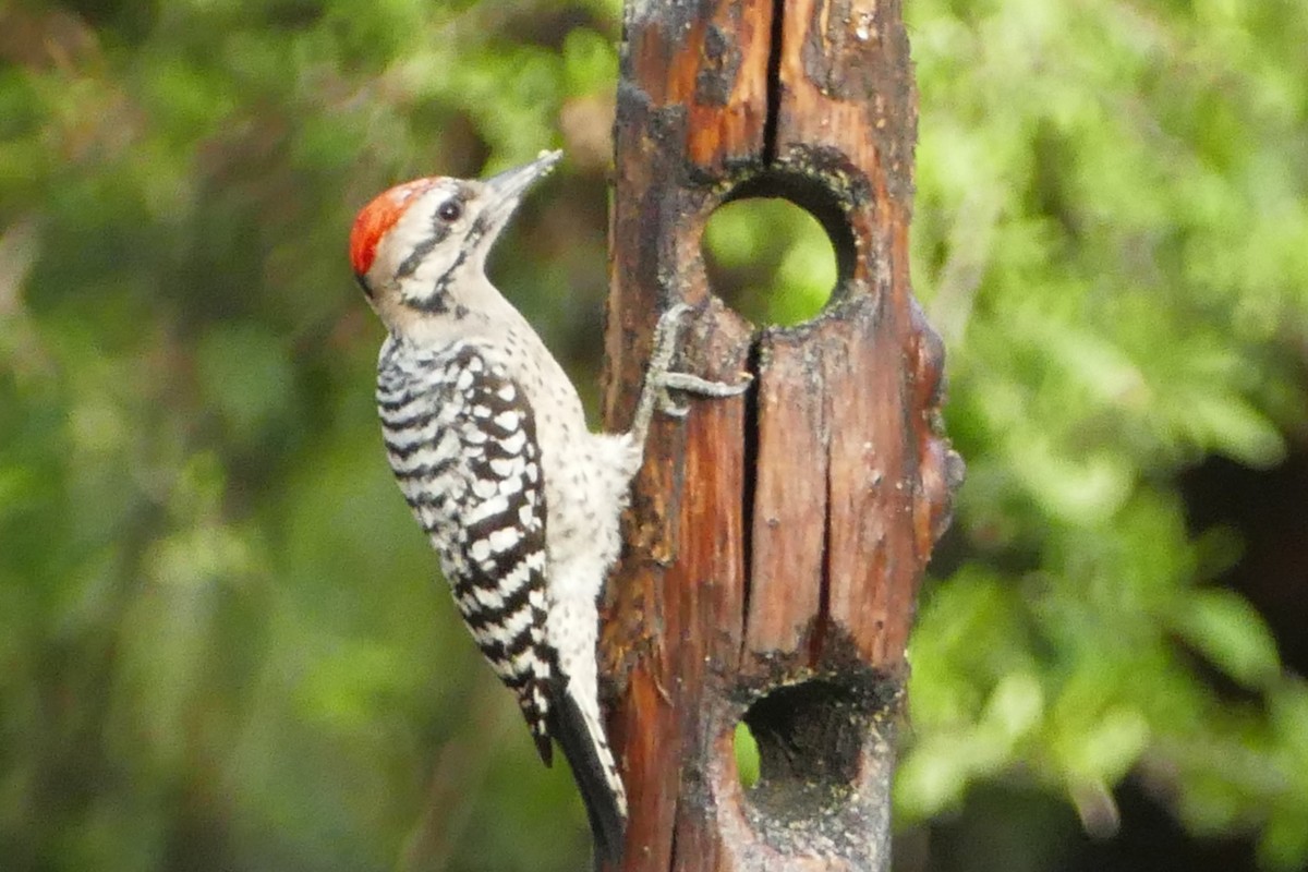 シマアカゲラ - ML646663968