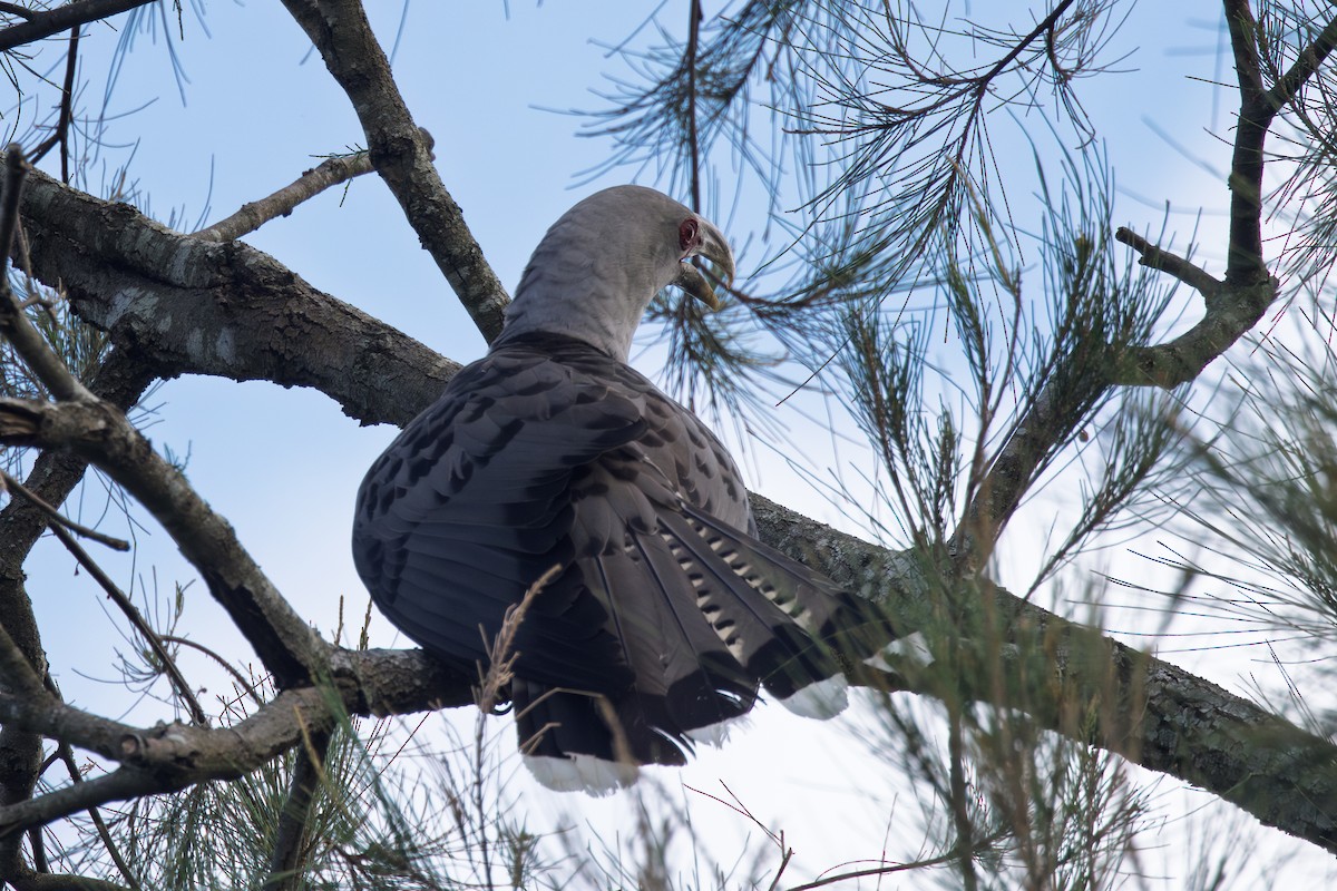 fikengjøk - ML646663969