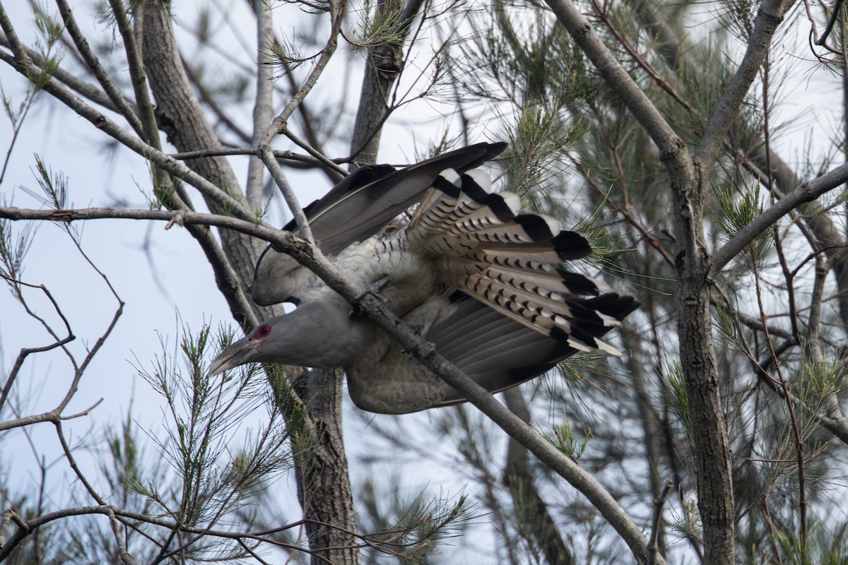 fikengjøk - ML646663970