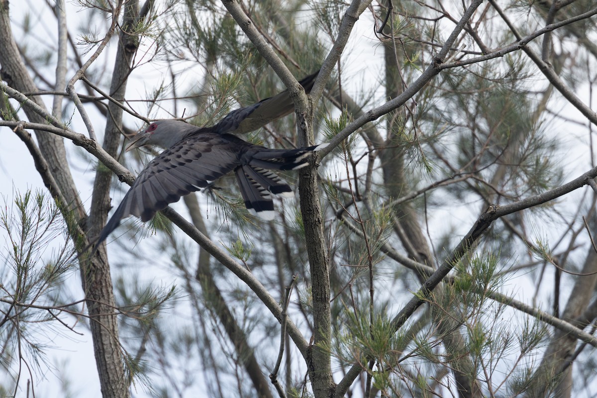 fikengjøk - ML646663971