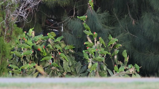 grønnkinnamazon - ML646663972