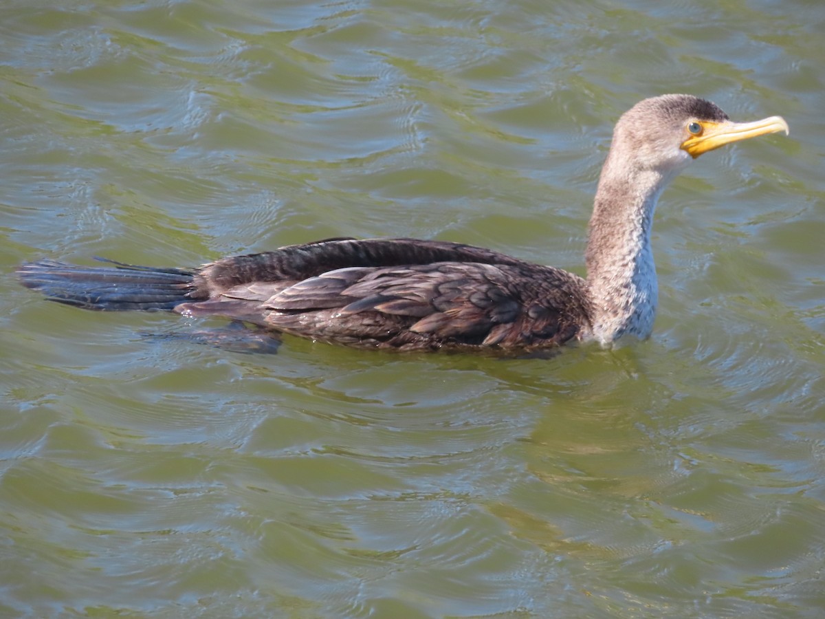 Double-crested Cormorant - ML646663973