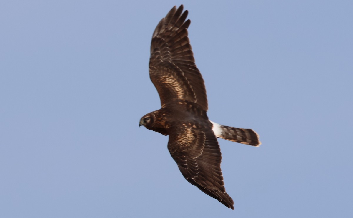 זרון אמריקני - ML646663975