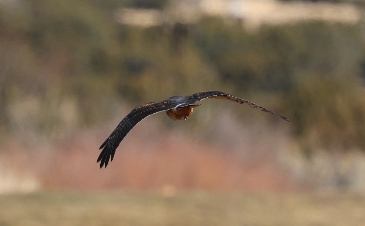 זרון אמריקני - ML646663976