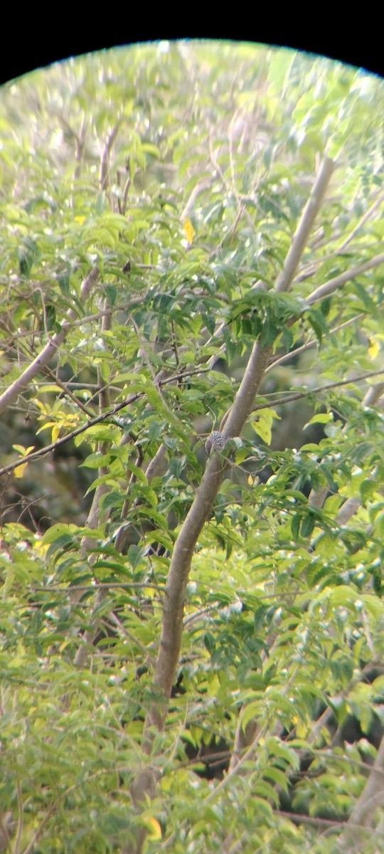 spraglesmett - ML646663977