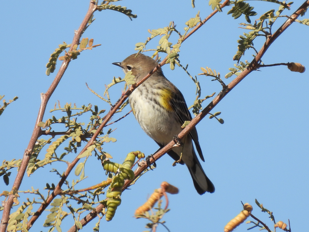 myrteparula - ML646663979