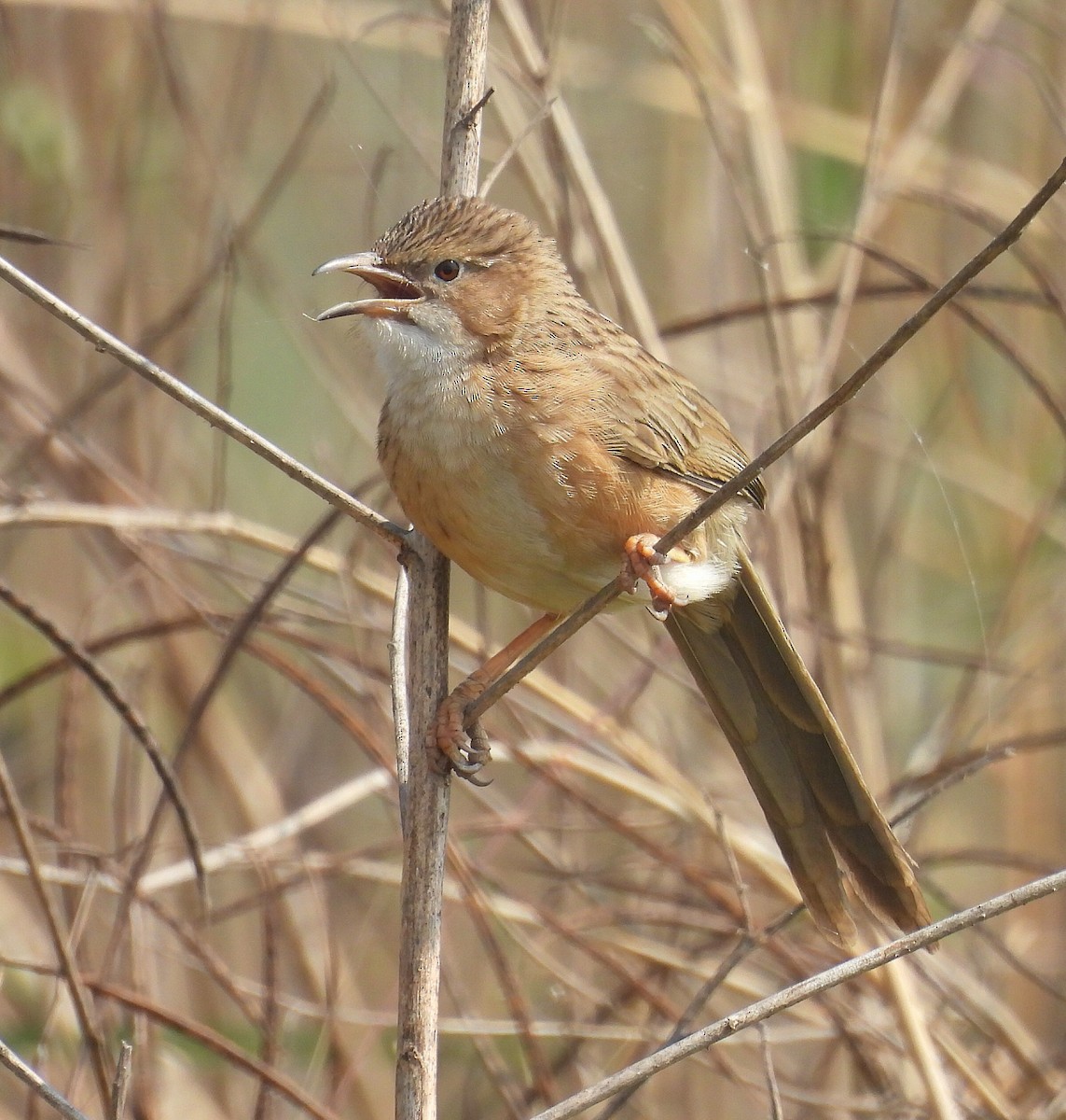 krattskriketrost - ML646663980