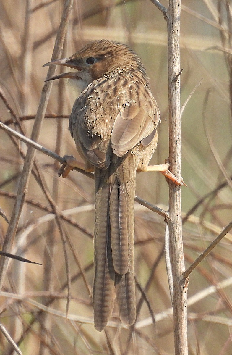 krattskriketrost - ML646663981