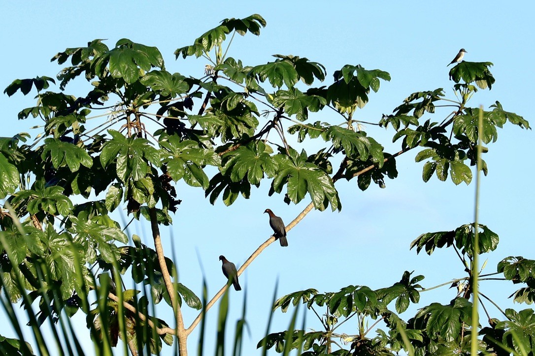 tykknebbspottefugl - ML646663982