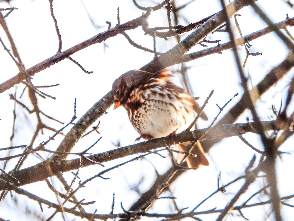 revespurv - ML646663983