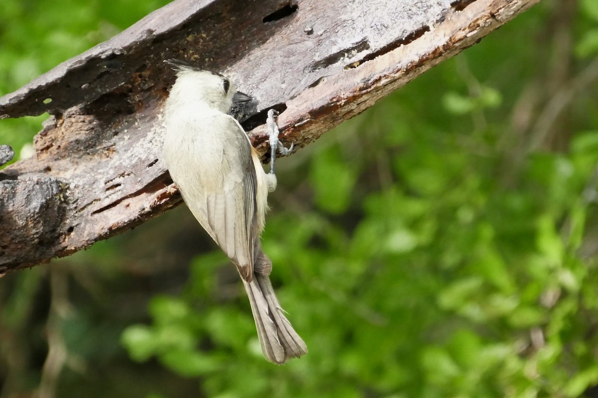 クロエボシガラ - ML646663984