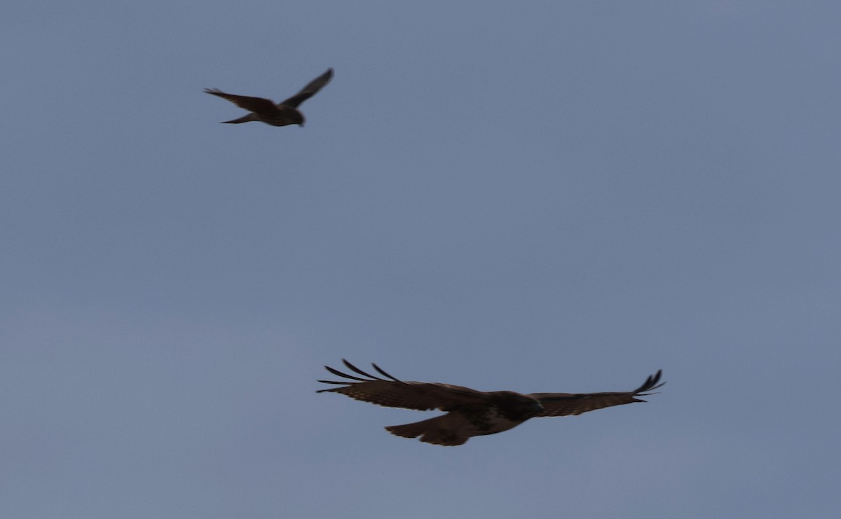Red-tailed Hawk - ML646663990