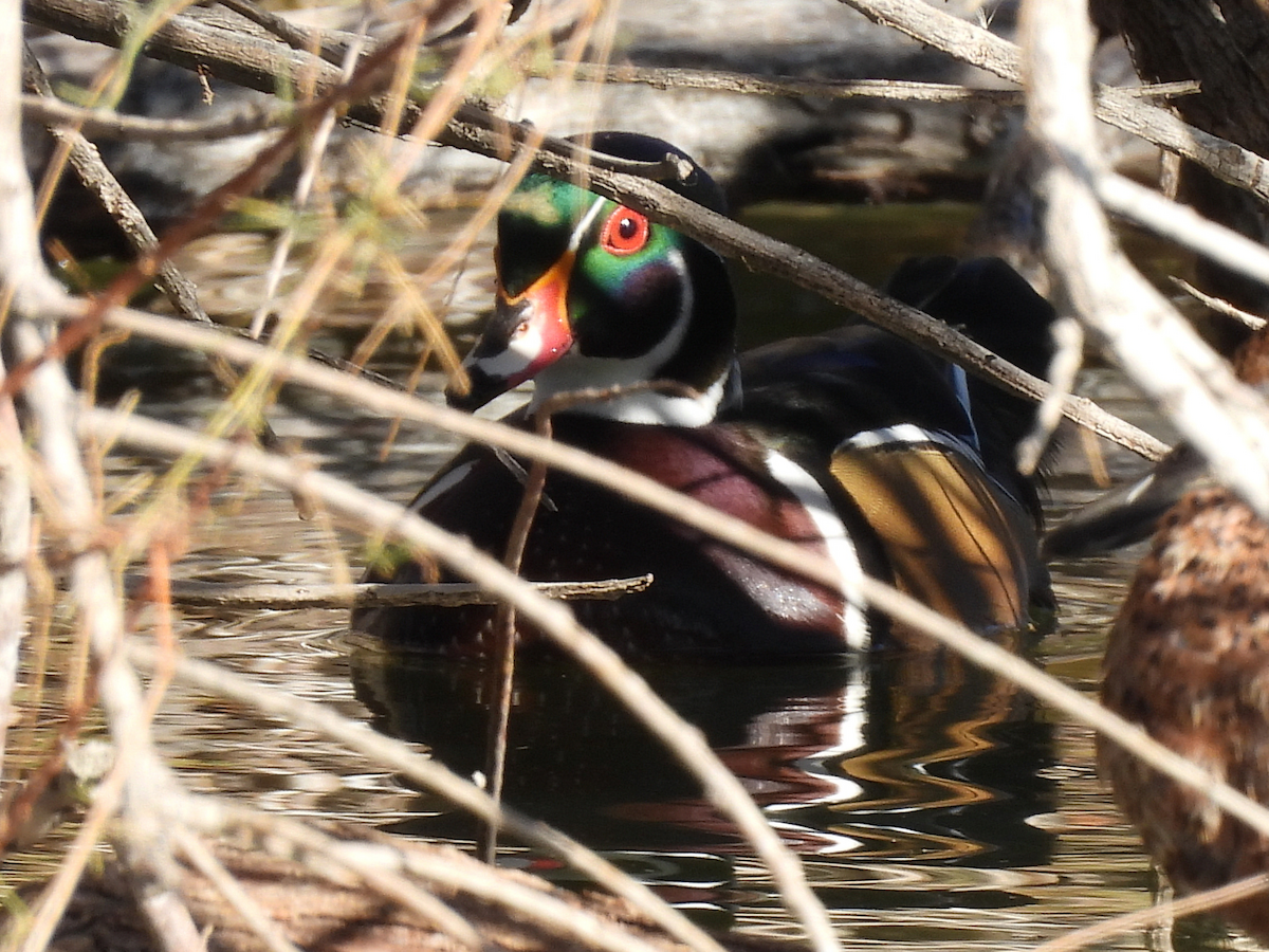 Wood Duck - ML646663992