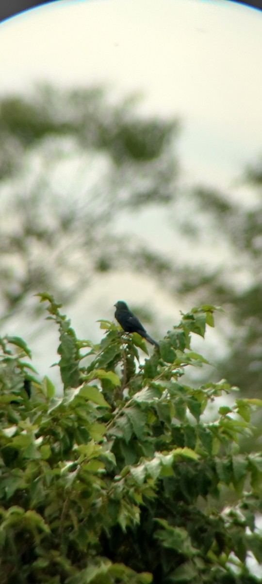 Icteridae sp. - ML646664001