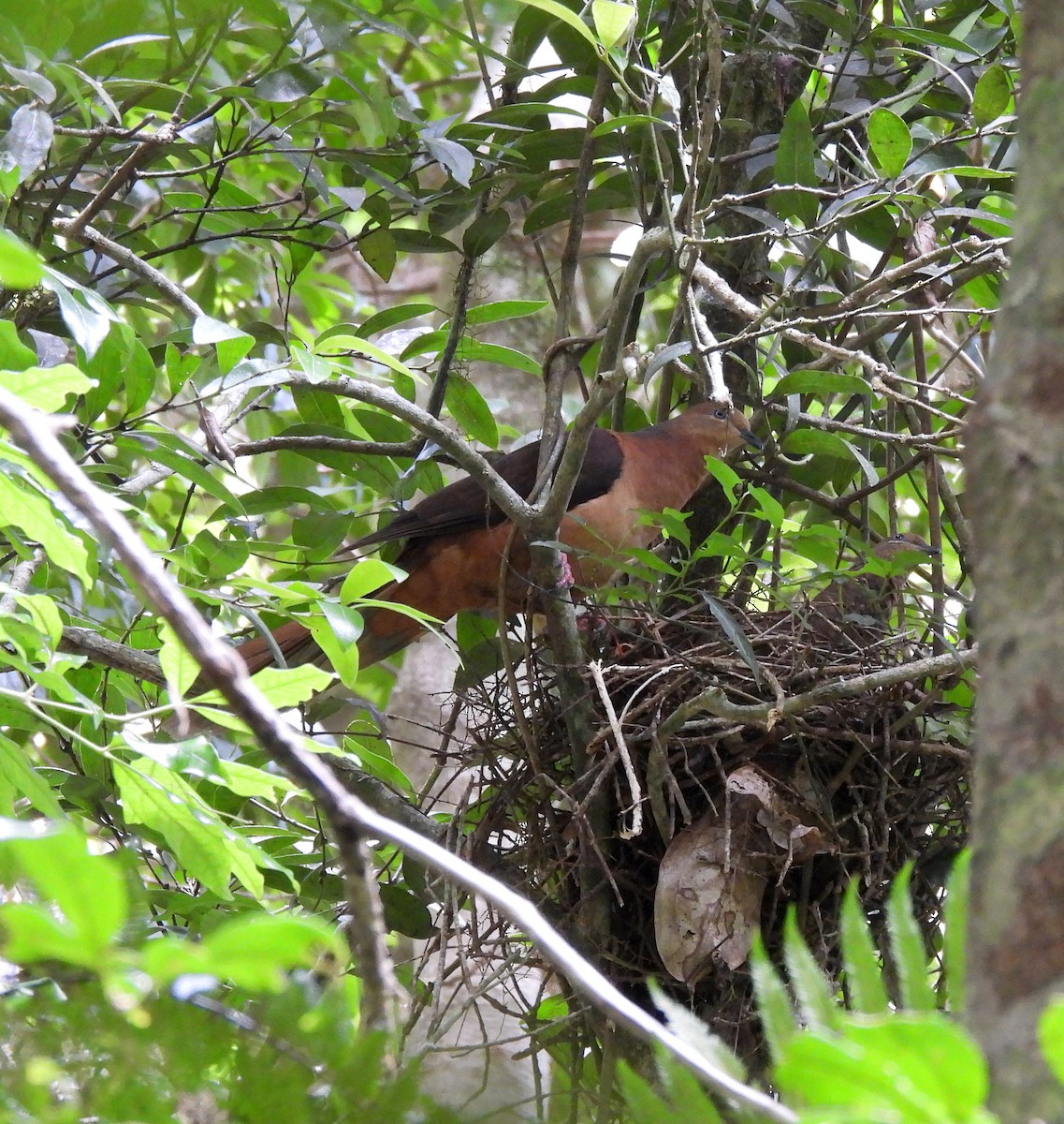 Phasianelle brune - ML646664002