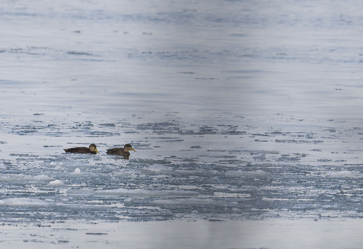 American Black Duck - ML646664003