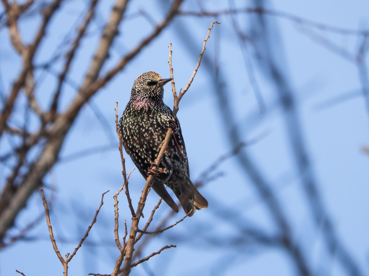 European Starling - ML646664004