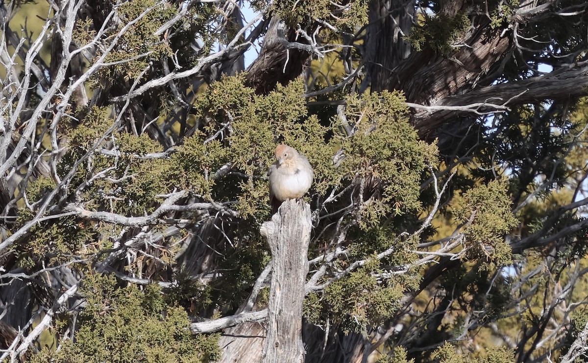 Canyon Towhee - ML646664005