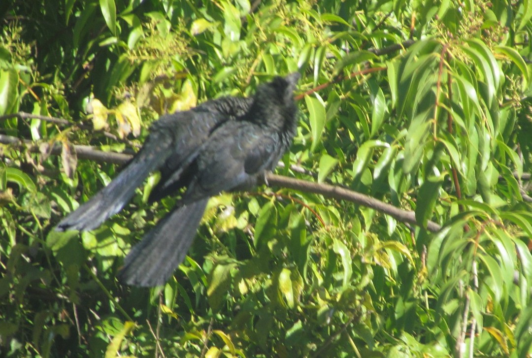 Smooth-billed Ani - ML646664013