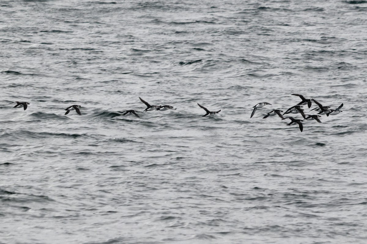 Razorbill - ML646664016