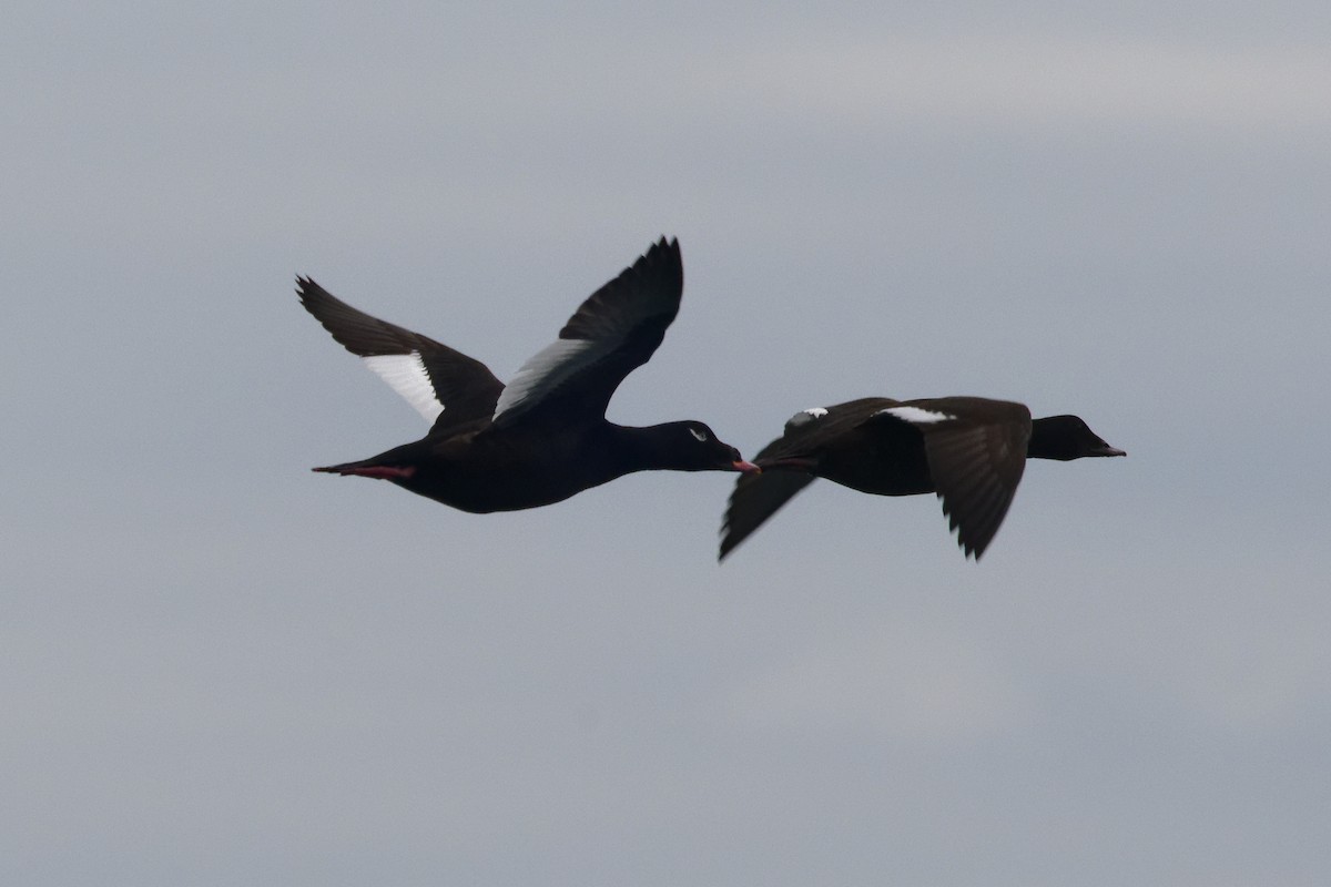 White-winged Scoter - ML646664020