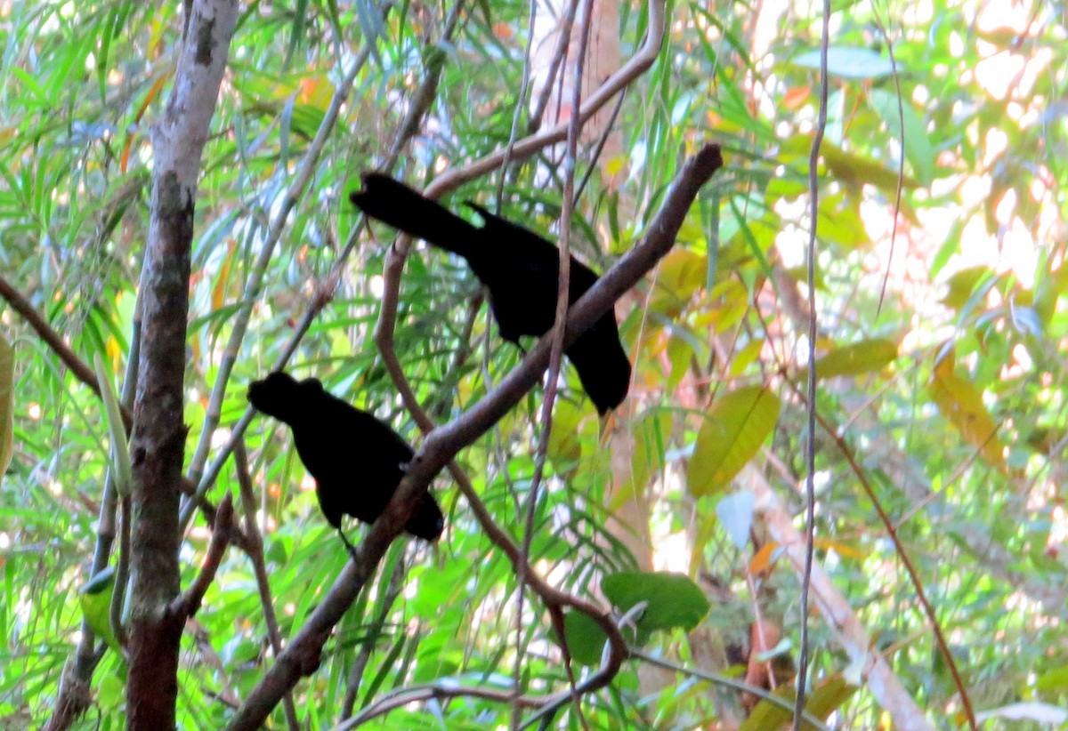 ildgumpkasik - ML646664027