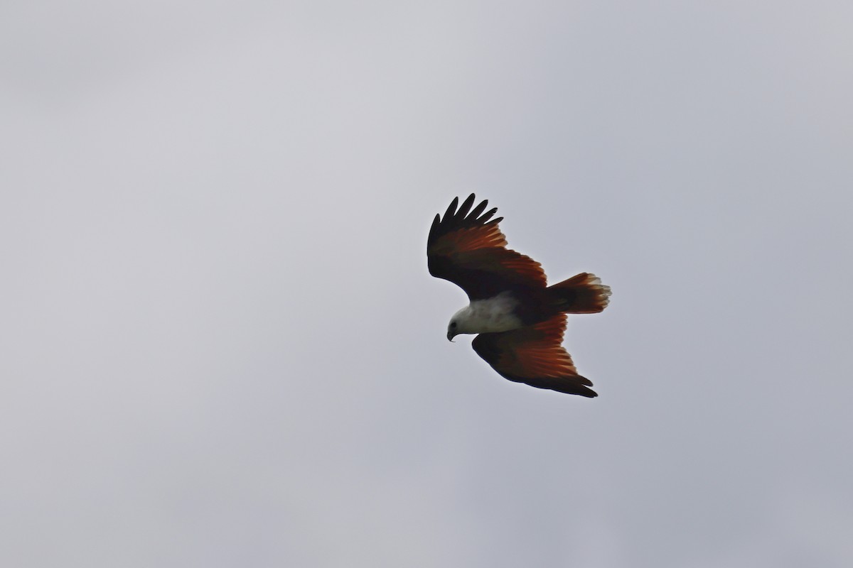 Brahminy Kite - ML646664030