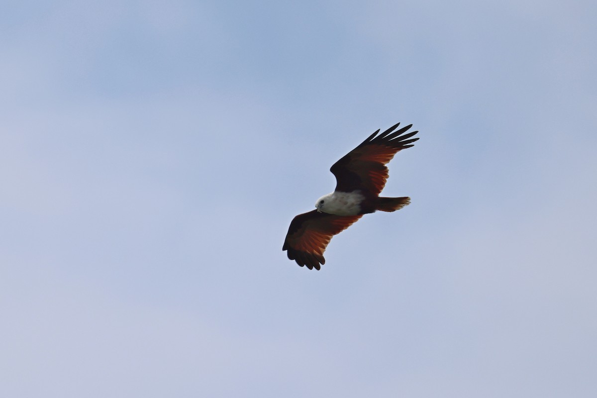Brahminy Kite - ML646664031