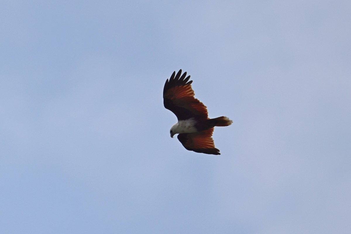 Brahminy Kite - ML646664032