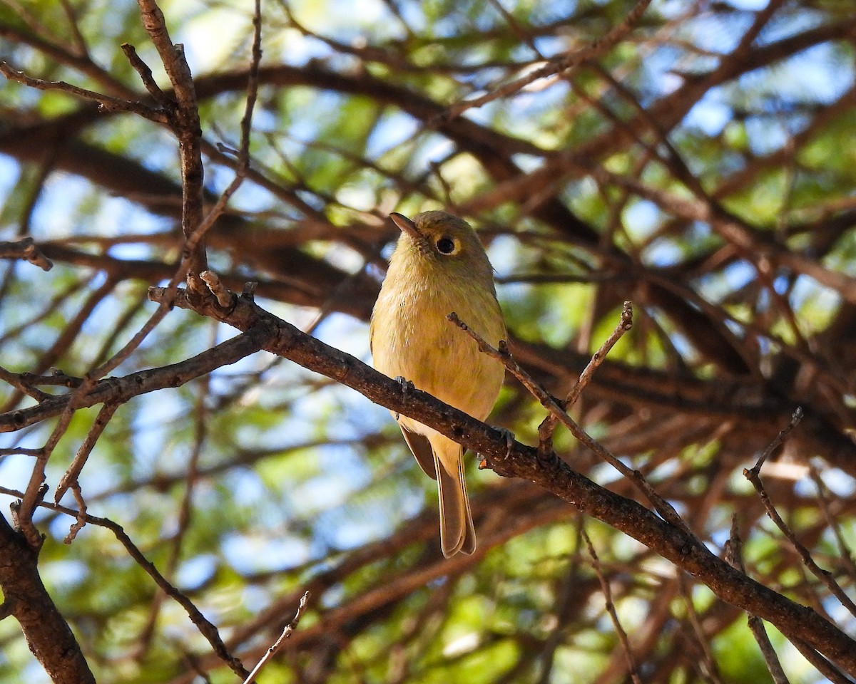 Hutton's Vireo - ML646664033