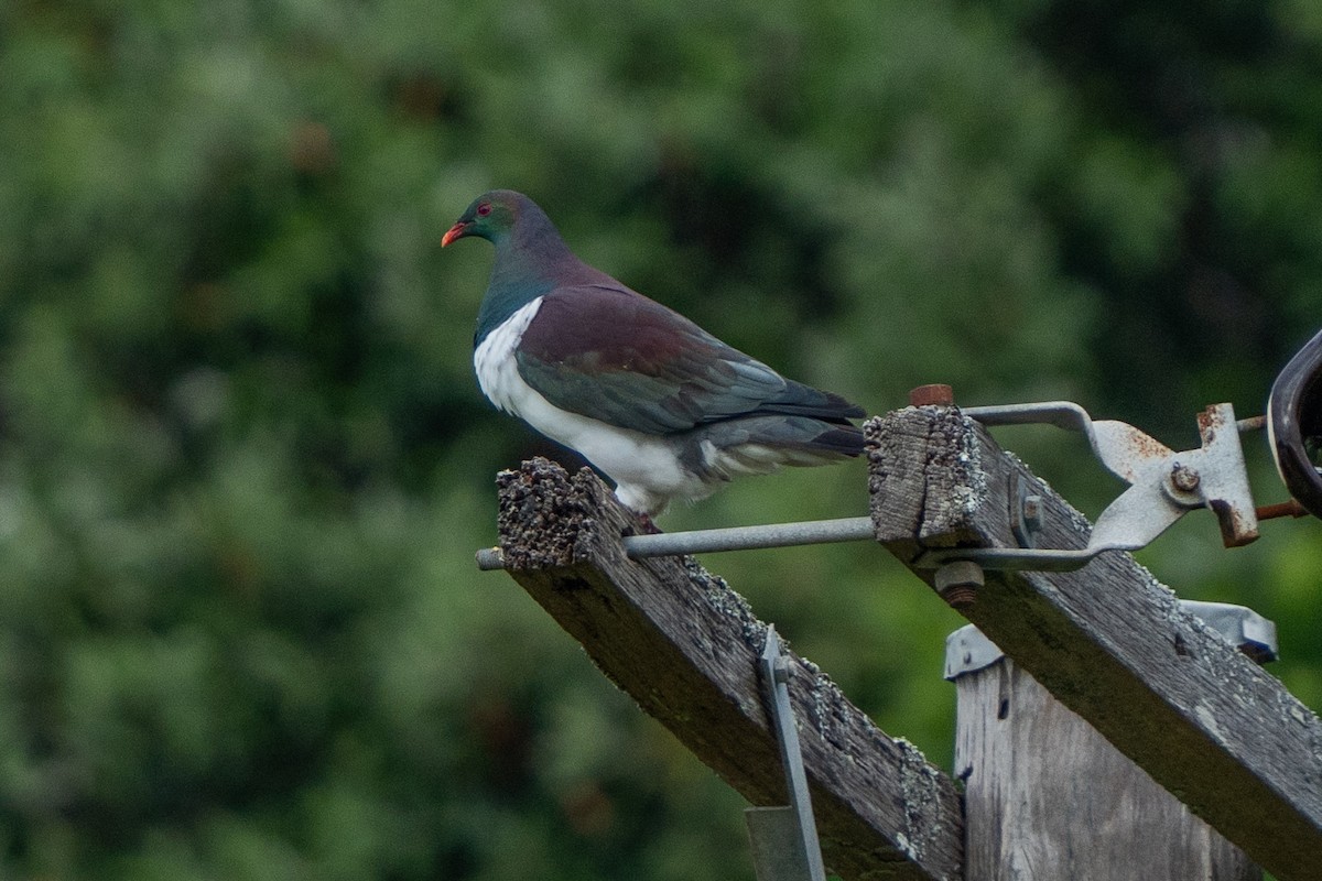 Yeni Zelanda Güvercini - ML646664038