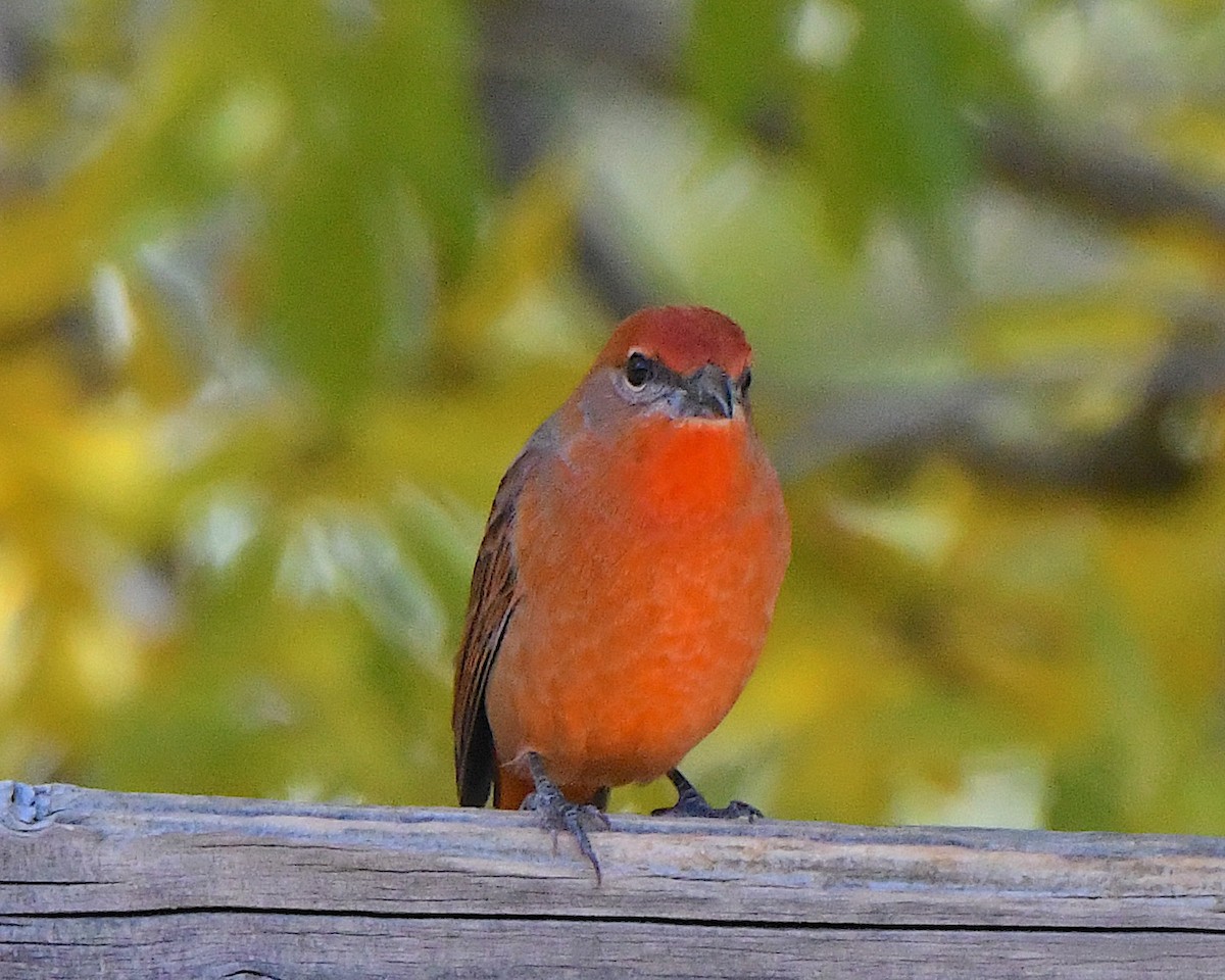 Hepatic Tanager - ML646664039
