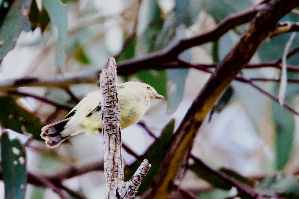 Weebill - ML646664058