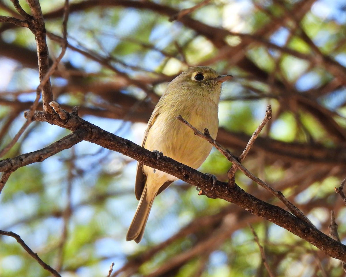 Hutton's Vireo - ML646664059