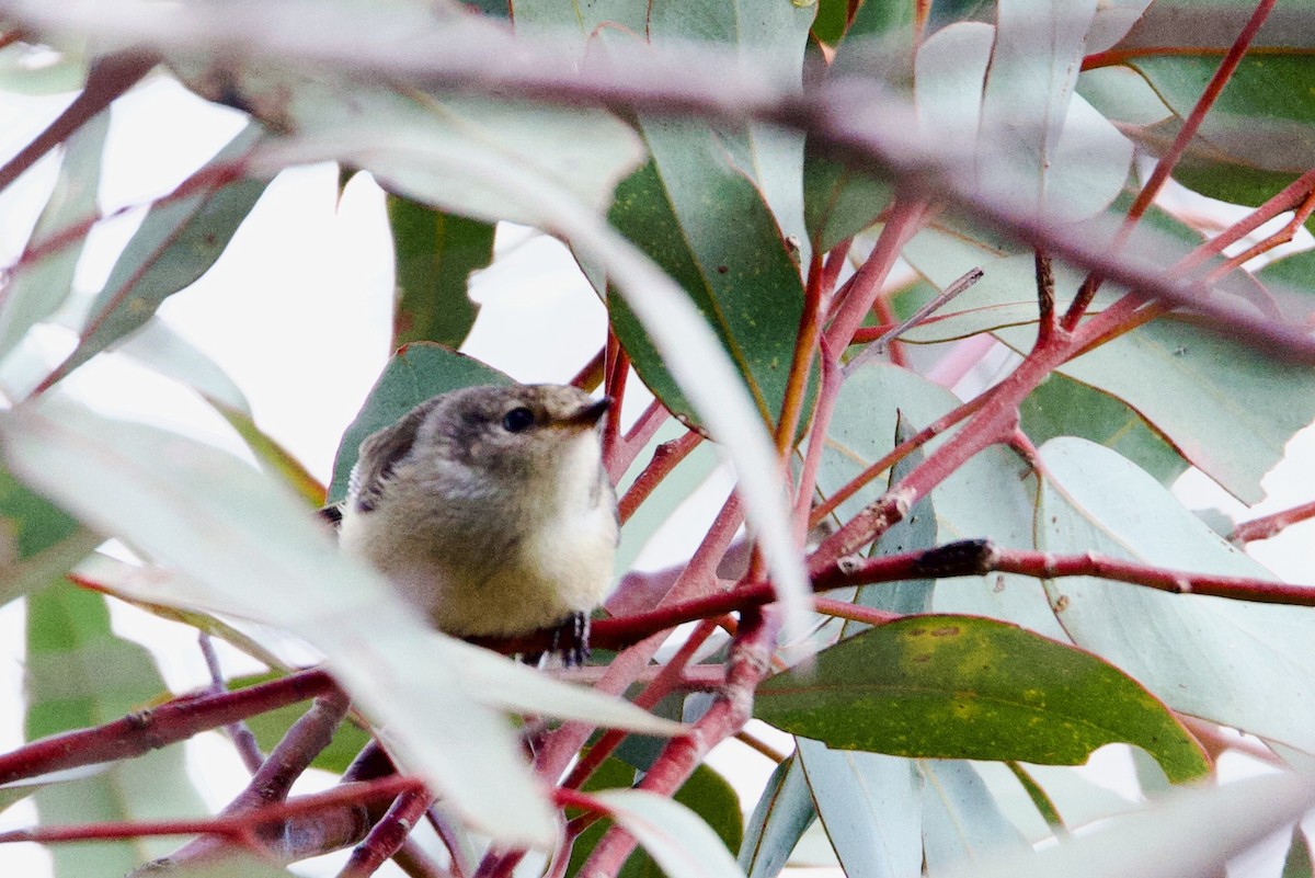 Weebill - ML646664060